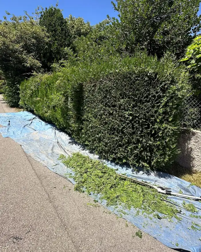 Haie de thuyas en cours de taille, bâche posée au sol pour récupérer les coupes