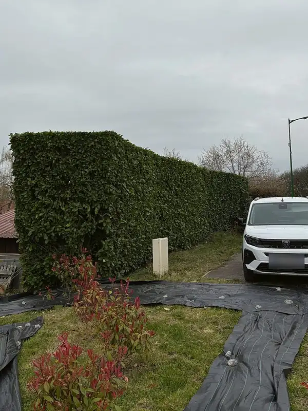Photinias plantés et toile de paillage posée au pied de la haie